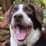 Eddie Spaghetti - @eddiespaghettiandfriends - Instagram