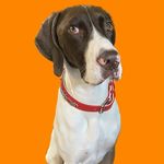 Eddie Spaghetti - @eddie_spaghetti_thegsp - Instagram
