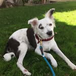 eddie spaghetti - @eddie.spagheddie - Instagram