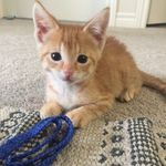 Eddie Spaghetti - @eddie_spaghetti_chkitty - Instagram