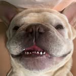 Eddie Spaghetti - @eddiespaghettithefrenchie - Instagram