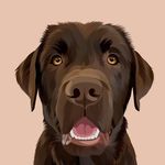 Eddie Spaghetti - @eddie.thechocolatelab - Instagram