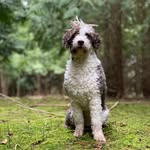 Eddie Spaghetti - @eddie_thespanishwaterdog - Instagram