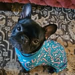 Eddie Spaghetti - @eddiespaghetti4short - Instagram