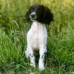 Eddie Spaghetti - @eddiespaghetti_the_springer - Instagram
