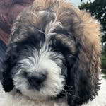 Eddie Spaghetti - @eddie_spaghetti_tp - Instagram