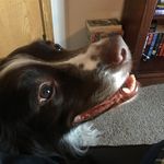 Eddie - @eddie.englishspringer - Instagram