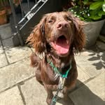 Eddie - @eddie.springerpup - Instagram