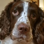 Eddie - @eddie_springerspaniel - Instagram