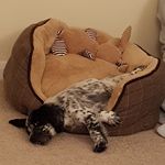 Eddie - @eddie_the_springer - Instagram