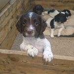 Eddie - @eddie_the_springer_spaniel - Instagram