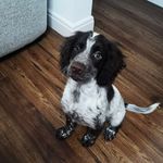 💙Eddie💙 - @eddie_the_springerspaniel - Instagram