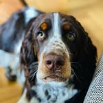 eddie - @eddie_thespringer - Instagram