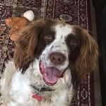 Eddie - @eddiethespringergoes - Instagram