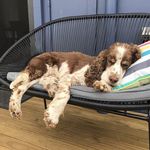 Eddie - @eddiethespringerspaniel - Instagram