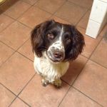 Eddie, Springer Spaniel 🐶 - @4.dirty.paws - Instagram