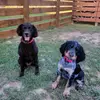 Eddie the springer - @edistothespringer - TikTok