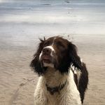 Eddie The Springer Spaniel - @eddiewaggs - Instagram