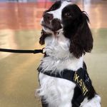 Eddie the Springer Spaniel 🐶 - @retired.working.dog.eddie - Instagram