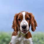 Eddie🐾 - @welshspringereddie - Instagram