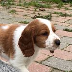 Jeg Hedder Eddie! - @springeren.eddie - Instagram