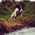 Kirsty Murray - @eddiespringerspaniel - Instagram