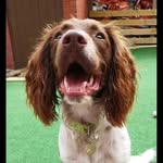 Sheena Shearman - @eddie.the.springer - Instagram