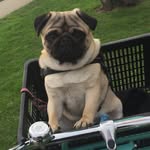 Ted Staats 🐶 - @teddiethepug - Instagram