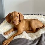 Eddie Star Moravia - @eddie_magyar_vizsla - Instagram
