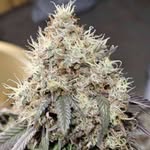 Eddie Stover - @mr.lasttime1 - Instagram