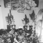 Eddie "strain hunter"  -Jp- - @jp_strain_hunter_eddie - Instagram