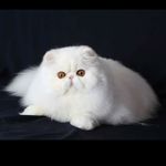 Eddie Tang - @eddie.tang.3152 - Instagram
