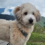 Teddy - @eddie_tedder - Instagram