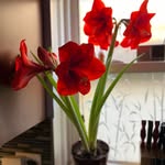 Eddie Tello - @helpmee6398 - Instagram