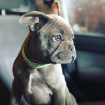 Eddie_thorn - @eddie._.the._.frenchie - Instagram