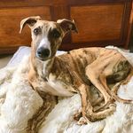 Eddie - @eddie_the_tiger_whippet - Instagram