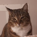 Eddie, Molly and Tiger - @the3muscateeres - Instagram