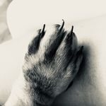 Eddie the tiger - @dachshund_eddie - Instagram