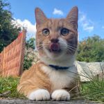 Eddie The Tiger Cat - @eddiethetigercat - Instagram