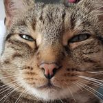 Tiger Watson & Eddie Bopper - @tigerandeddie - Instagram