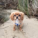 Eddie Walter Remington Ritchie - @adventures_of_eddie_kccs - Instagram