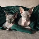 Walter & Eddie 🐈 - @sphynx.walter.eddie - Instagram
