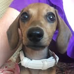 Eddie and Frankie The Wieners - @eddieandfrank_au - Instagram