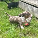 @eddie_the_tiny_wiener - Instagram