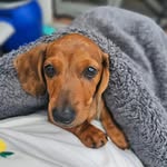 Eddie_the_Wiener - @eddie_the_wienerwurst - Instagram