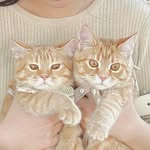 迪迪圈圈ฅ^•ﻌ•^ฅ - @eddy_chance_cats - Instagram