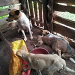 Eddyfosterhomeforpetsuganda - @eddyfosterhomeforpetsuganda52 - Instagram