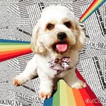 Eddy Tam - @eddy.tam.75 - Instagram