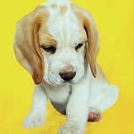 @stitcheddyandtheodorethebeagle - Instagram