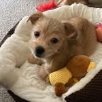 Theodore Rakich - @theodoreateddypup - Instagram